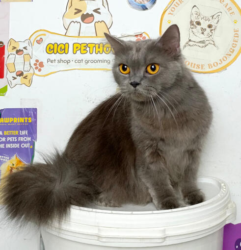 Grooming Kucing