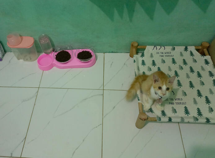 Cat Sitter